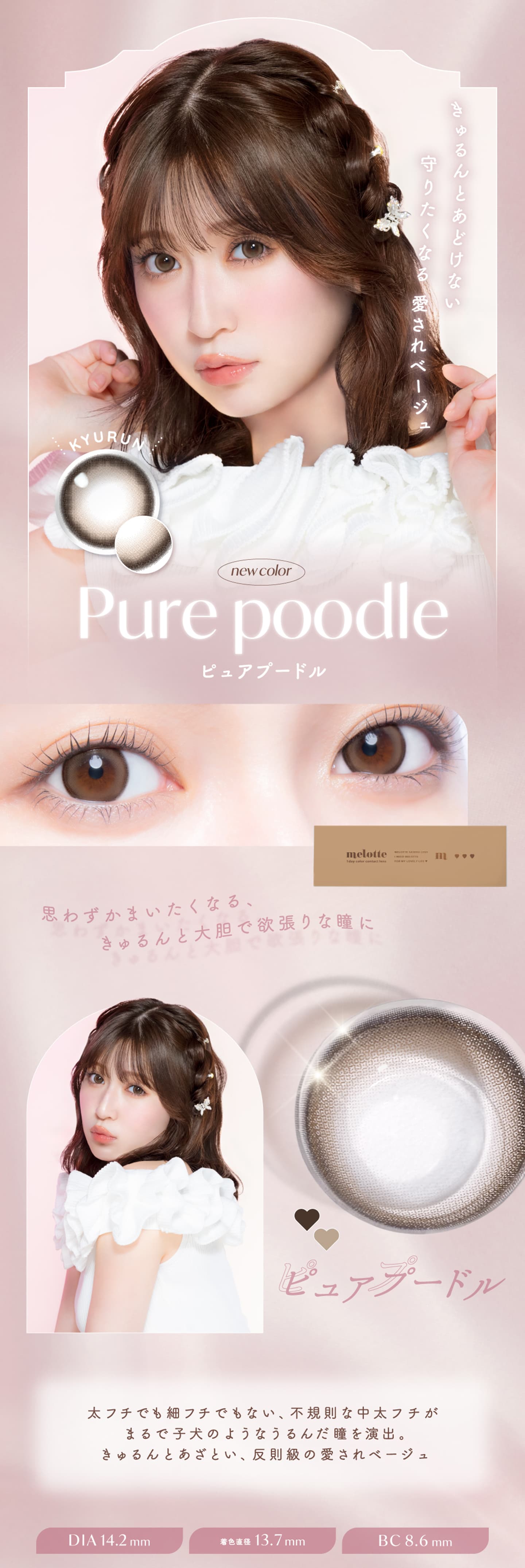 メロット (melotte)  - ピュアプードル（Pure poodle）